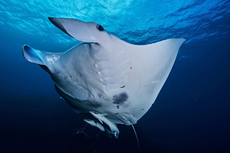 Manta ray, Ishigaki Island